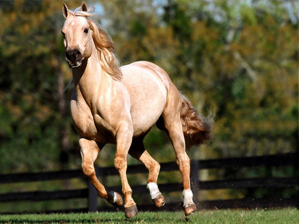 خيل عربي اصيل , مناظر جياد جميله