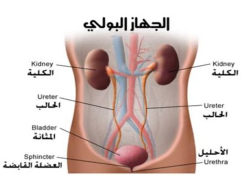 معلومات عن الجهاز البولي , اهم وظائف ومفهوم الجهاز البولي