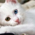 Maxresdefault 14 اجمل الصور للقطط في العالم - احلي صور قطط الولد المصلح