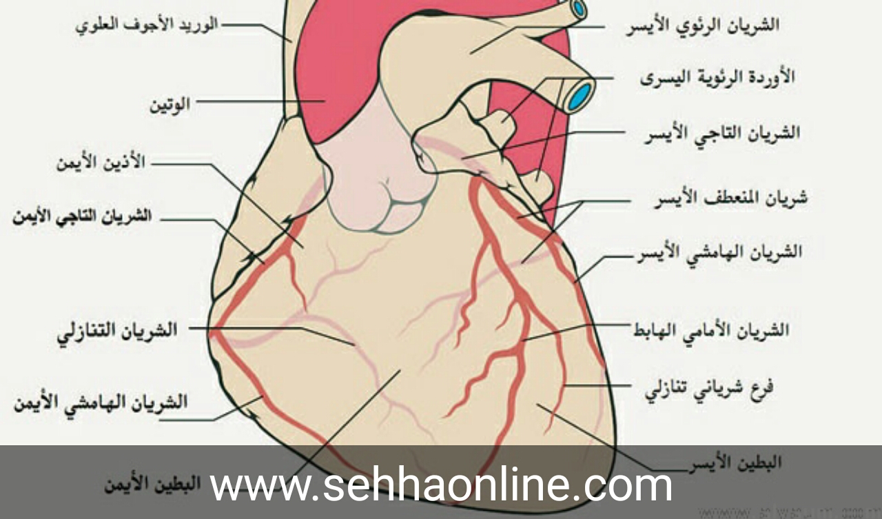 اعراض امراض القلب سبب مرض القلب حبيبي