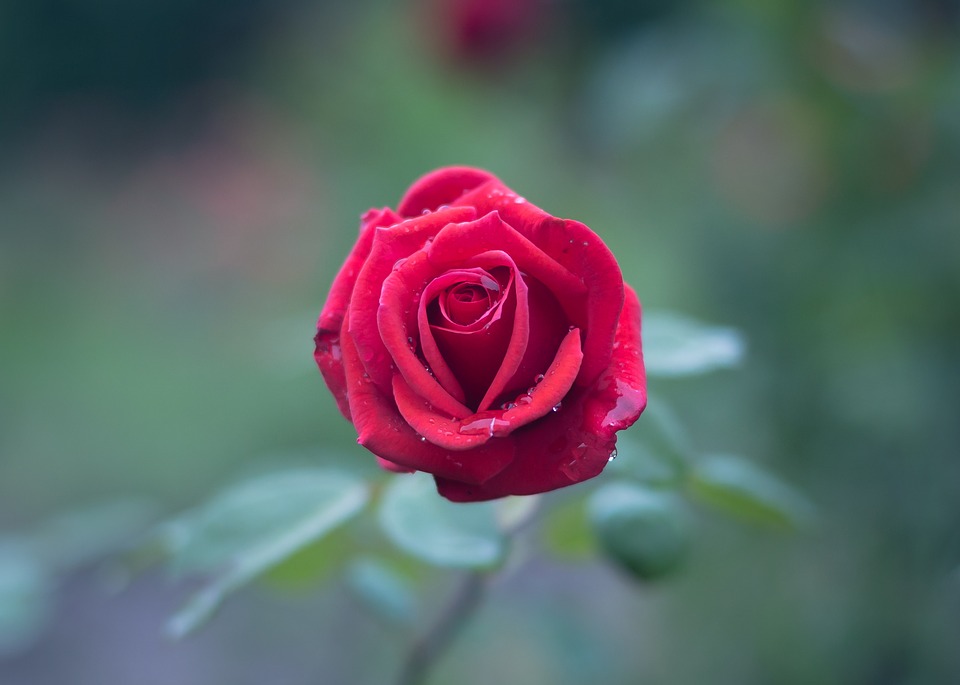 اجمل الورود الرومانسية 2019 خلفيات جميلة Beautiful Natural Romantic Hd