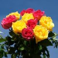 3602 11 اجمل الورود في العالم - اجمل وردة فى العالم الوداع القديم
