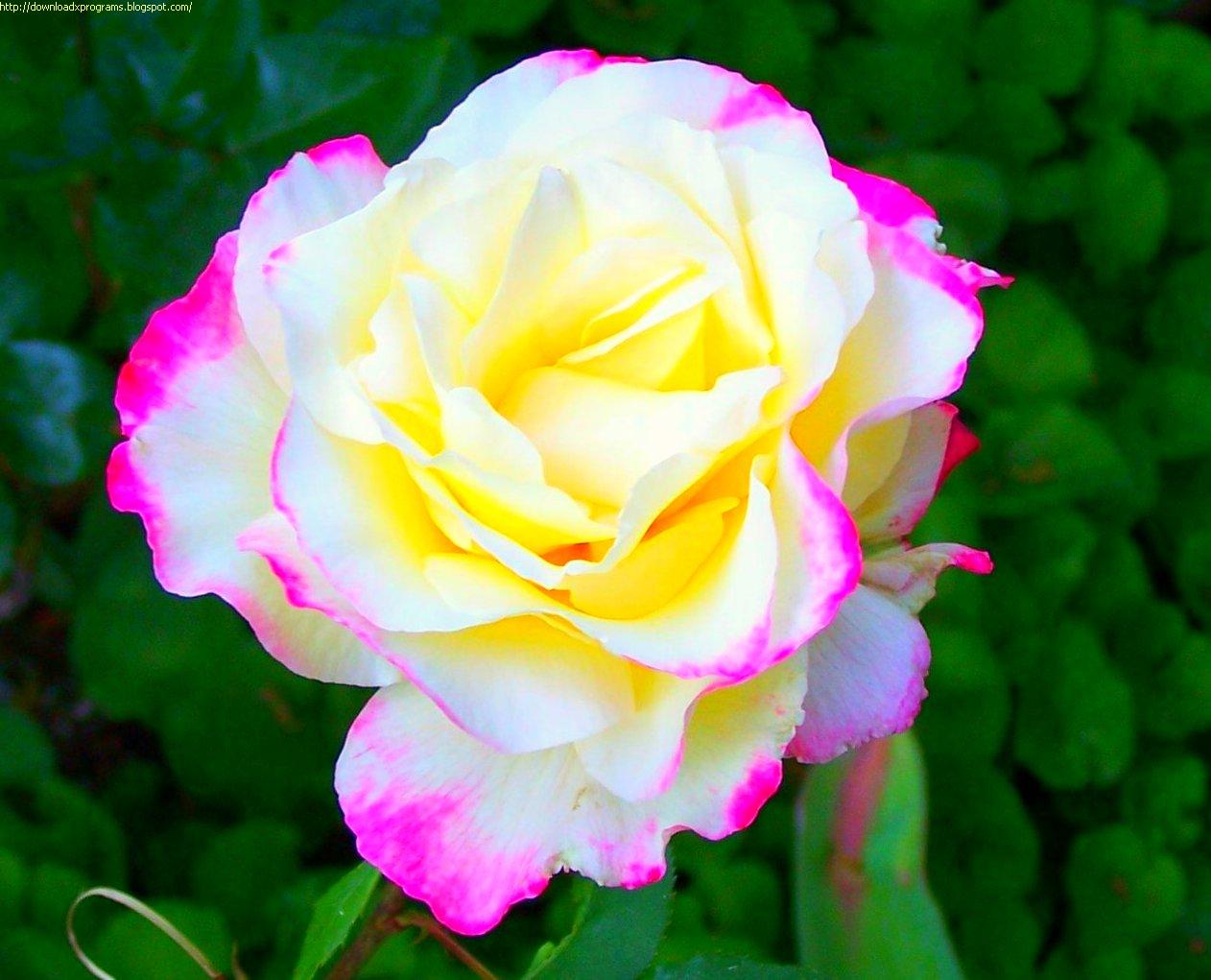 اجمل الورود في العالم اجمل وردة فى العالم حبيبي