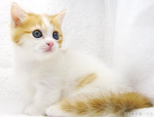 صور قطط كيوت , صورة اجمل قطة شيرازى كيوت - حبيبي