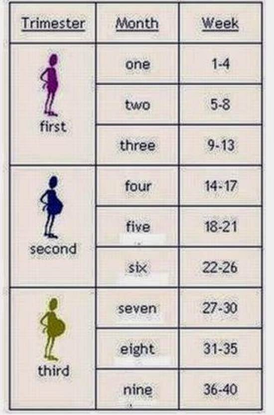 3744 2 حاسبة الحمل بالاشهر - برنامج خاص لمعرفه ميعاد الولاده يلوموني فيك
