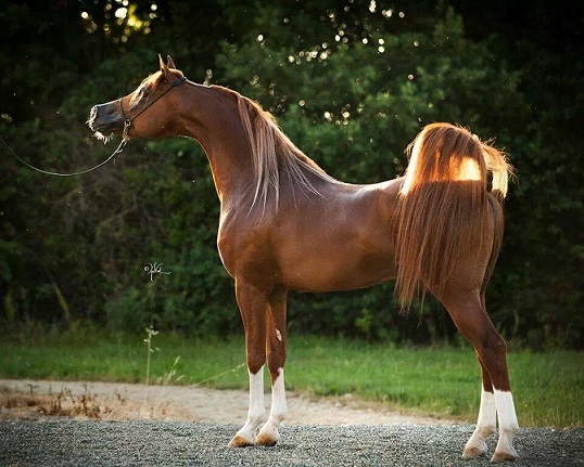 خيول عربية اصيلة , صور اجود الاحصنه - حبيبي