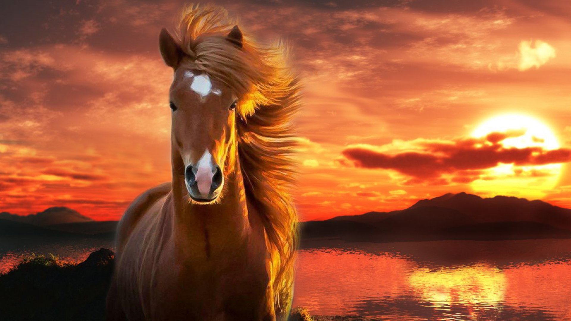 خيول عربية , صور حصان عربي اصيل - حبيبي